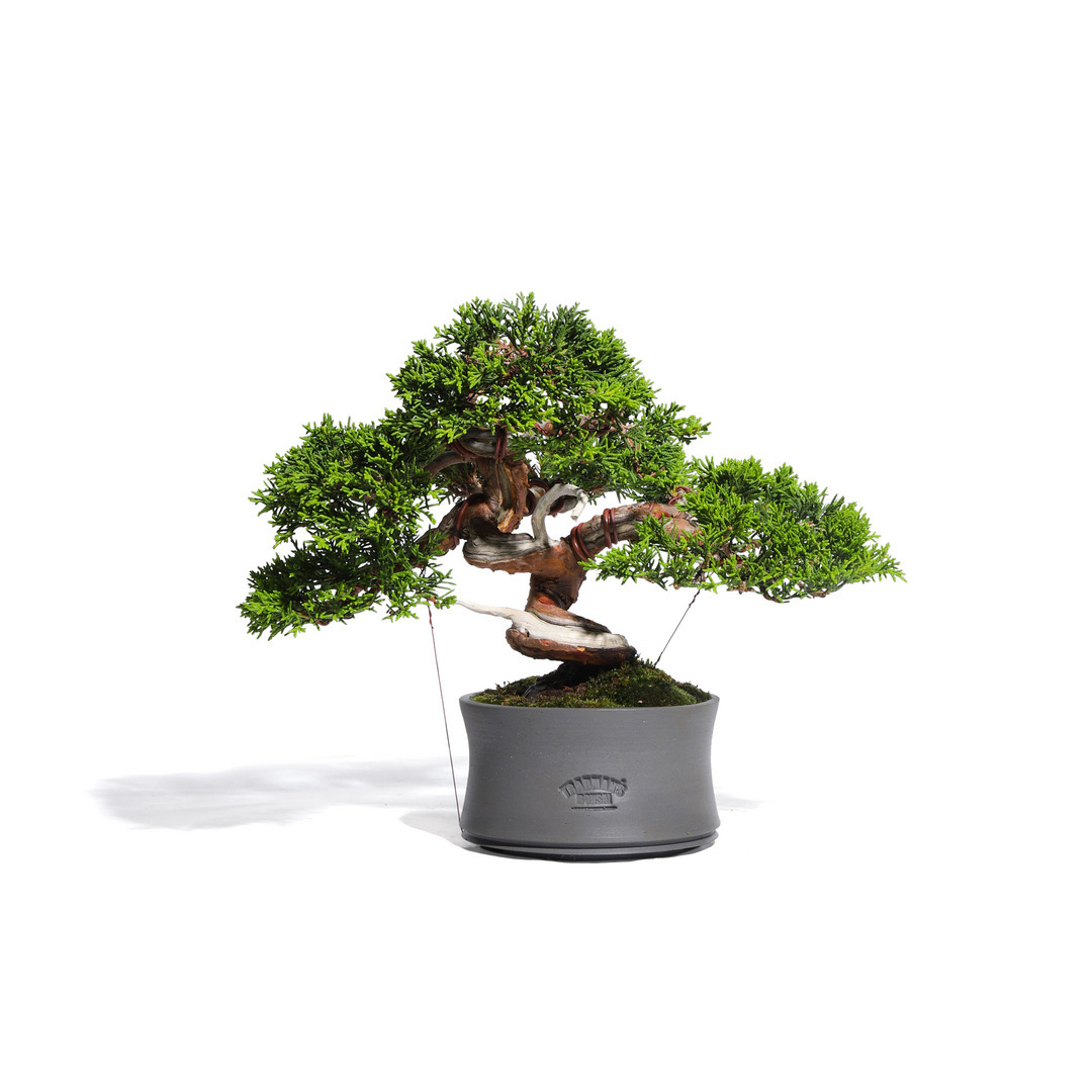 真柏盆栽　30cm 真柏 -Japanese Juniper- （推定樹齢30年）-M0011-｜TRADMAN'S BONSAI